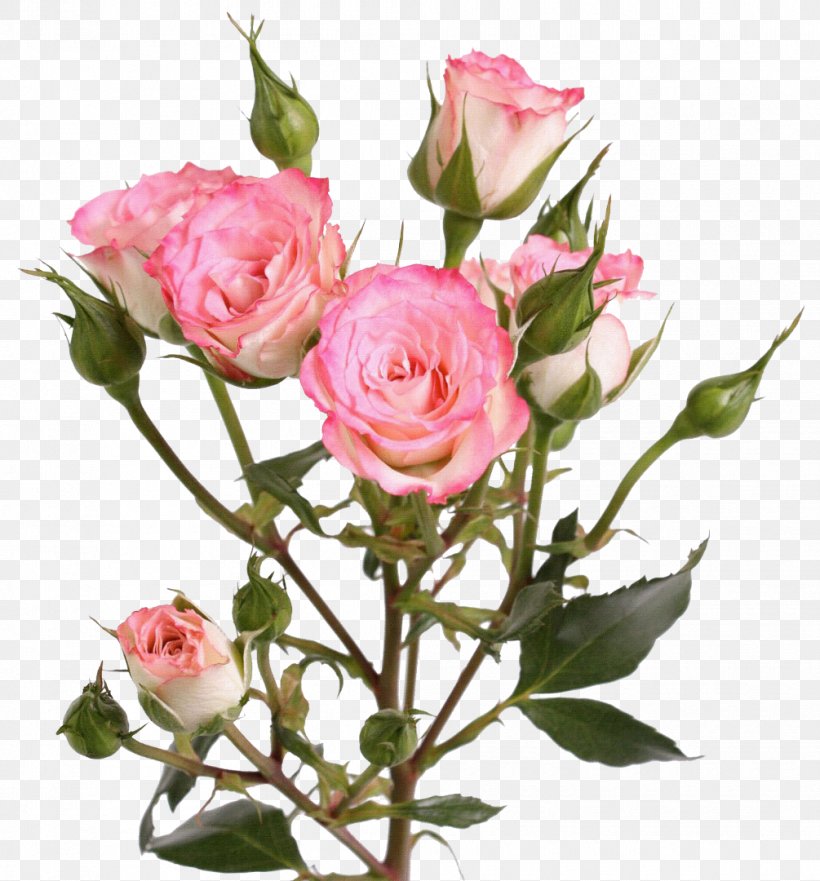Garden Roses Flower Centifolia Roses Clip Art, PNG, 1005x1080px, Garden Roses, Branch, Bud, Centifolia Roses, Concepteur Download Free