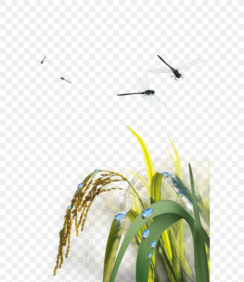 Rice Agriculture, PNG, 591x945px, Rice, Agriculture, Beak, Branch, Crop Download Free