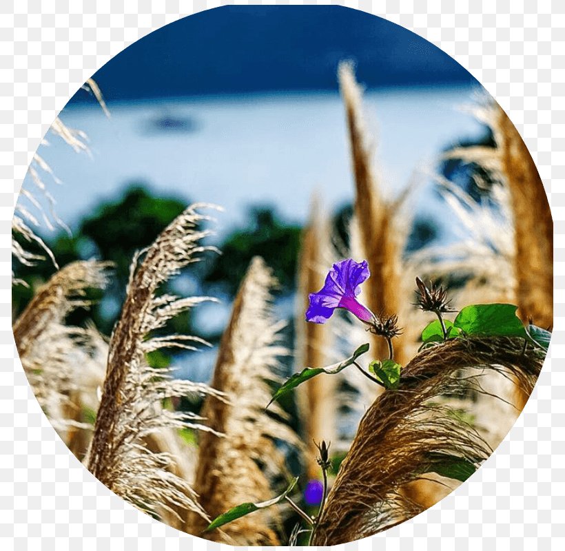 Social Media Grasses Photographer Photographic Assistant, PNG, 800x800px, Social Media, Commodity, Concert Tour, Family, Flora Download Free