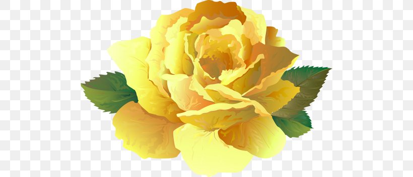 Cabbage Rose Floribunda Floristry Cut Flowers Peony, PNG, 500x353px, Cabbage Rose, Closeup, Cut Flowers, Floribunda, Floristry Download Free