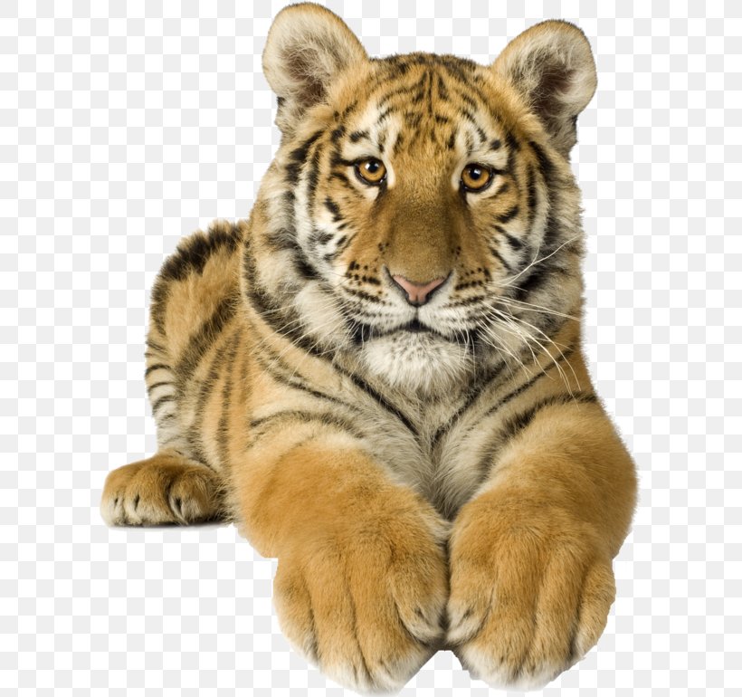 Cat Bengal Tiger Royalty-free Siberian Tiger, PNG, 600x770px, Cat, Bengal Tiger, Big Cat, Big Cats, Carnivoran Download Free