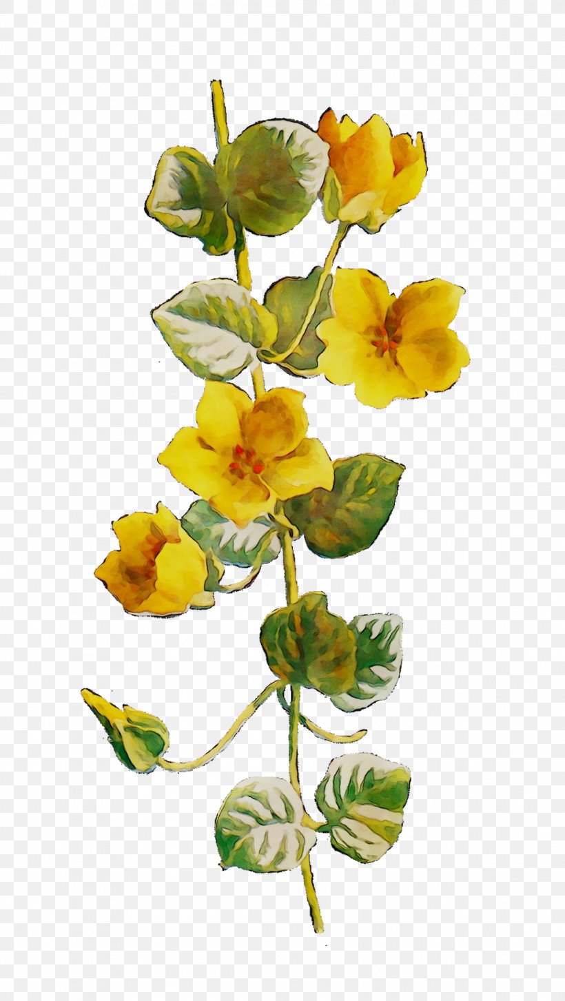 Cut Flowers Yellow Plant Stem Flowering Plant, PNG, 1119x1983px, Cut Flowers, Cinquefoil, Flower, Flowering Plant, Pedicel Download Free