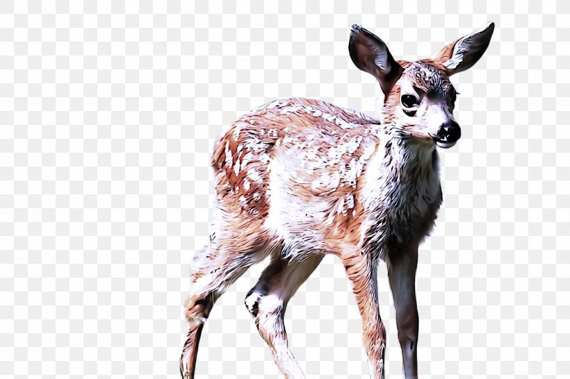 Wildlife Deer Musk Deer Roe Deer Fawn, PNG, 2448x1632px, Wildlife, Deer, Fawn, Musk Deer, Roe Deer Download Free