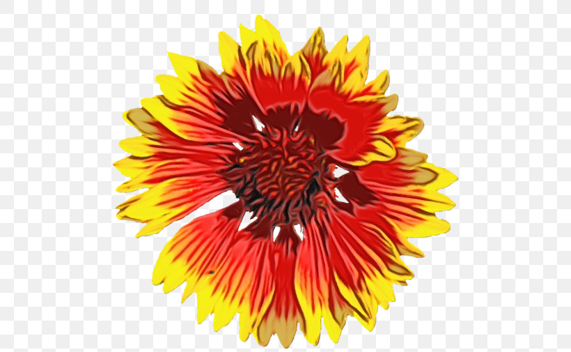 Blanket Flowers Transvaal Daisy Cut Flowers Sunflower Seed Chrysanthemum, PNG, 500x505px, Watercolor, Biology, Blanket Flowers, Chrysanthemum, Common Sunflower Download Free