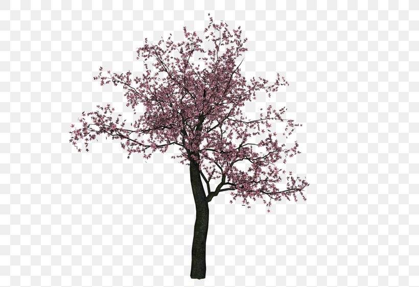 Cherry Blossom Tree, PNG, 750x562px, Blossom, Branch, Cherry, Cherry Blossom, Drawing Download Free