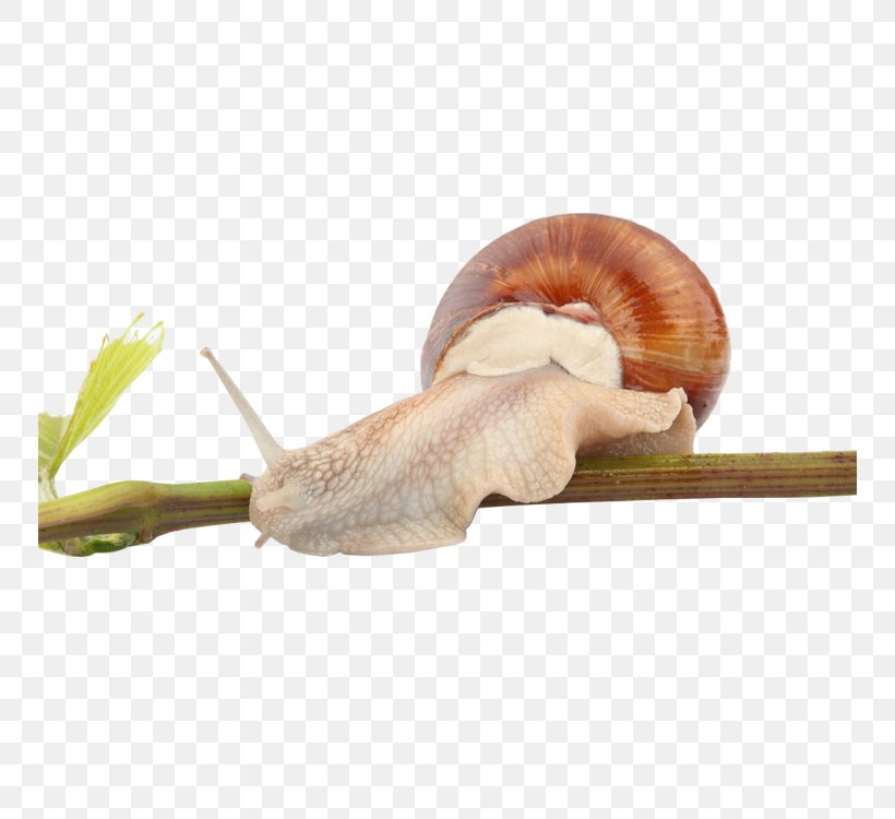Snail Orthogastropoda Caracol Euclidean Vector, PNG, 750x750px, Snail, Caracol, Gastropods, Gratis, Invertebrate Download Free
