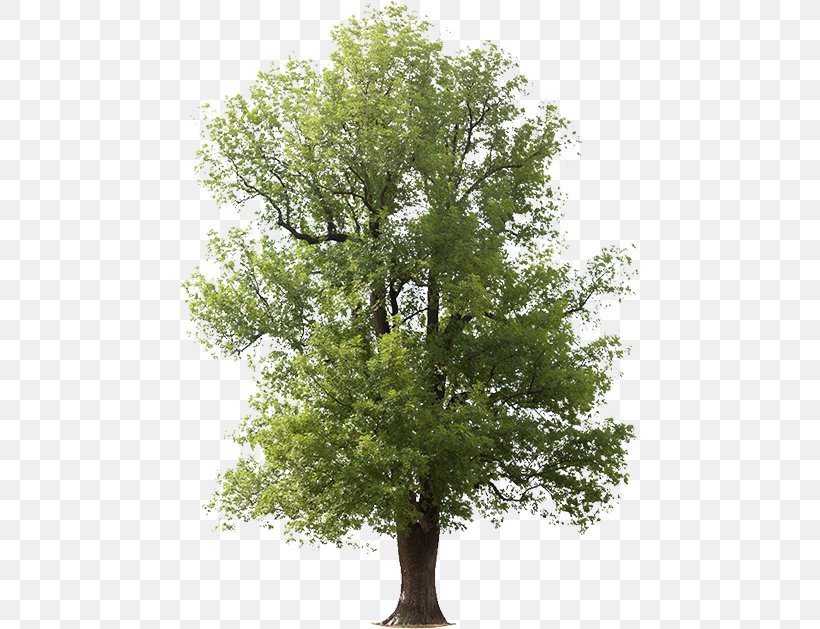 Tree Green Ash Black Oak Royalty-free, PNG, 462x629px, Tree, Ash, Bark, Black Oak, Branch Download Free