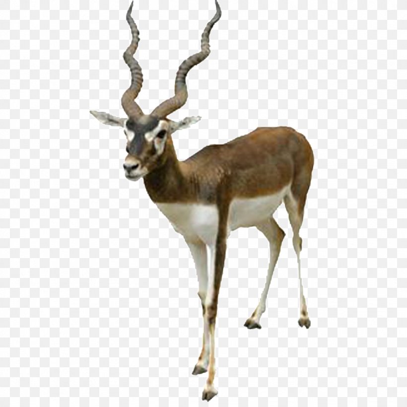 Antelope Blackbuck National Park, Velavadar Bovidae Stock Photography, PNG, 1024x1024px, Antelope, Antler, Blackbuck, Bovidae, Cowgoat Family Download Free
