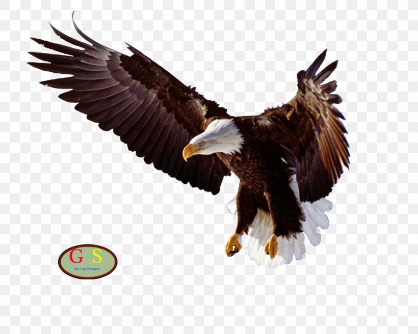 Bald Eagle Bird Clip Art, PNG, 1000x800px, Bald Eagle, Accipitriformes, Beak, Bird, Bird Of Prey Download Free