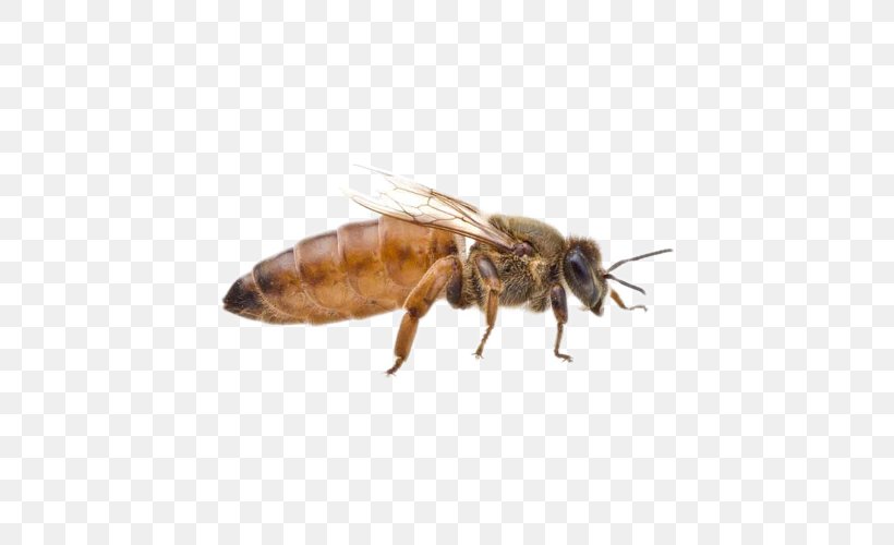 Beekeeping Queen Bee Honey Bee Beehive, PNG, 500x500px, Bee, Abdomen, Apiary, Arthropod, Beehive Download Free