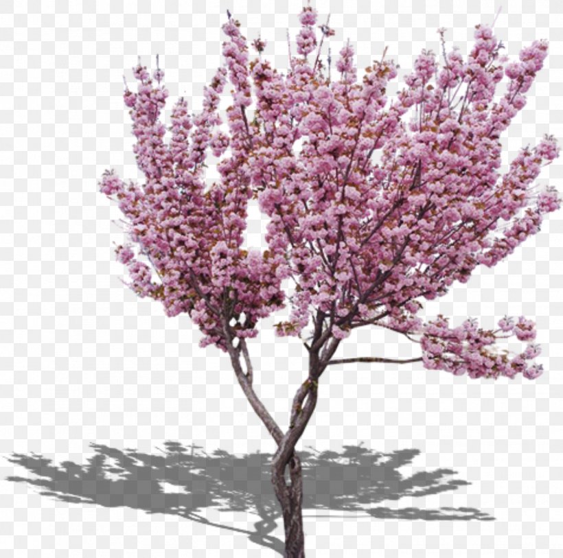 Cherry Blossom Peach Tree, PNG, 1453x1441px, Cherry Blossom, Blossom, Branch, Flower, Lilac Download Free