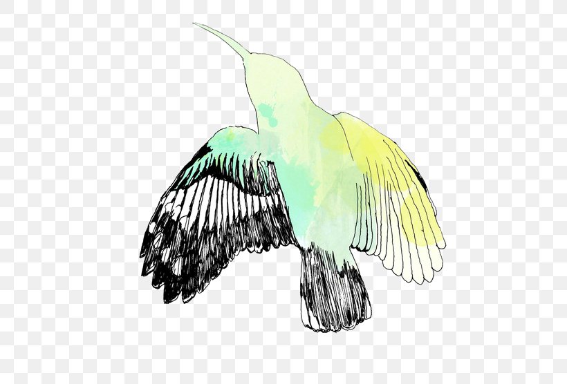 Hummingbird Owl Parrot Animal, PNG, 500x556px, Bird, Animal, Beak, Bird Of Prey, Drawing Download Free