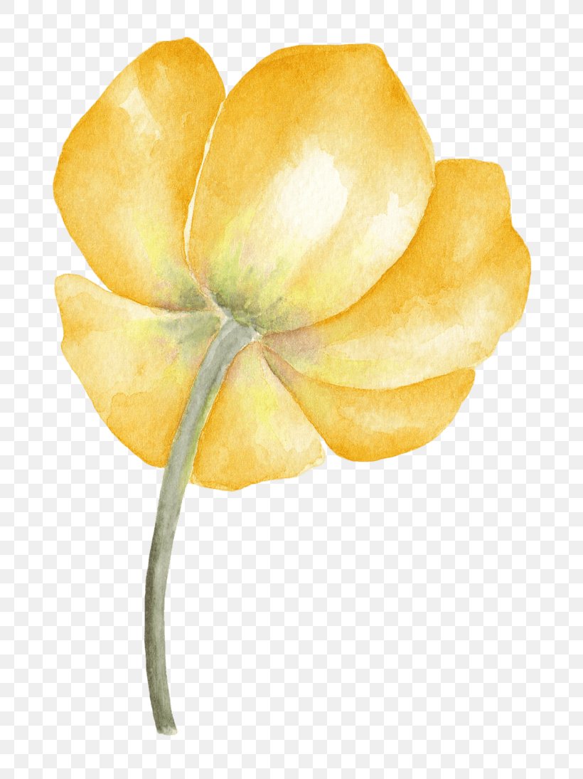 Image Watercolor Painting Flower, PNG, 804x1095px, Watercolor Painting, Anthurium, Botany, Cut Flowers, Data Download Free