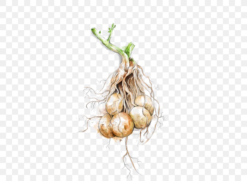 Shallot Garlic Potato Vegetable Food, PNG, 417x600px, Shallot, Cucumber, Food, Fruit, Garlic Download Free