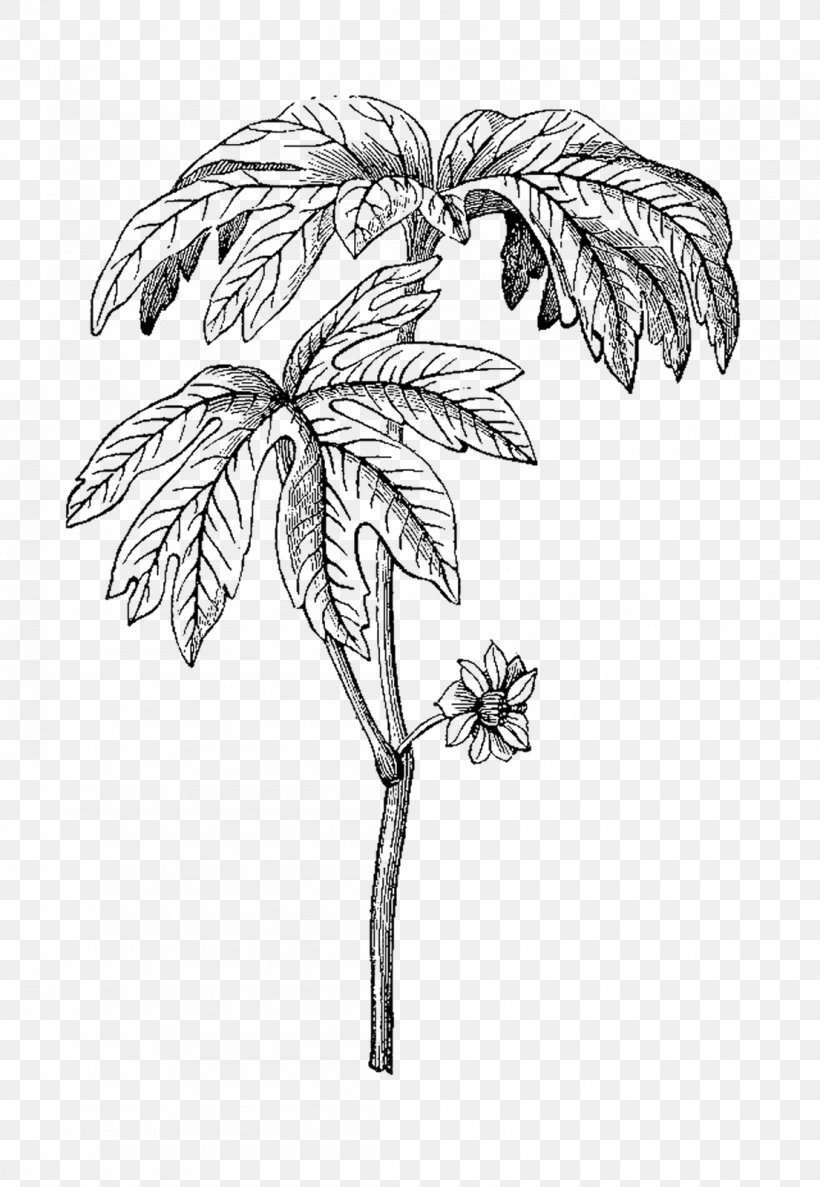 Black And White Drawing Visual Arts Monochrome, PNG, 1105x1600px, Black And White, Artwork, Botany, Branch, Decoupage Download Free