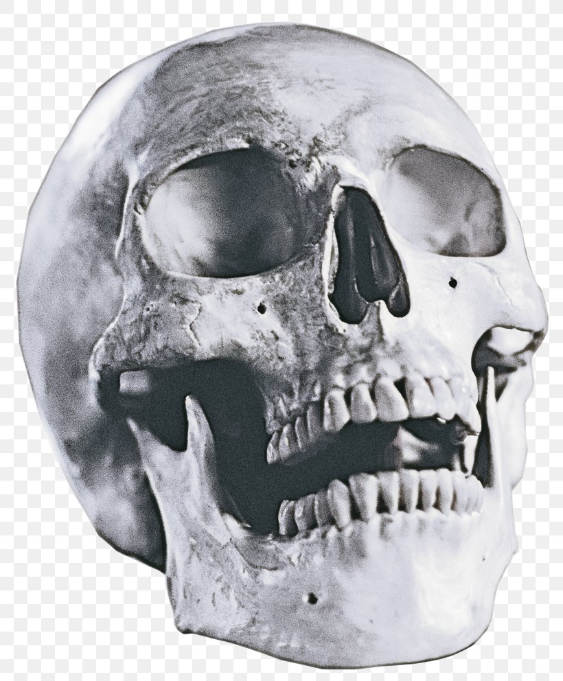 Face Skull Bone Head Jaw, PNG, 805x992px, Face, Bone, Forehead, Head, Helmet Download Free