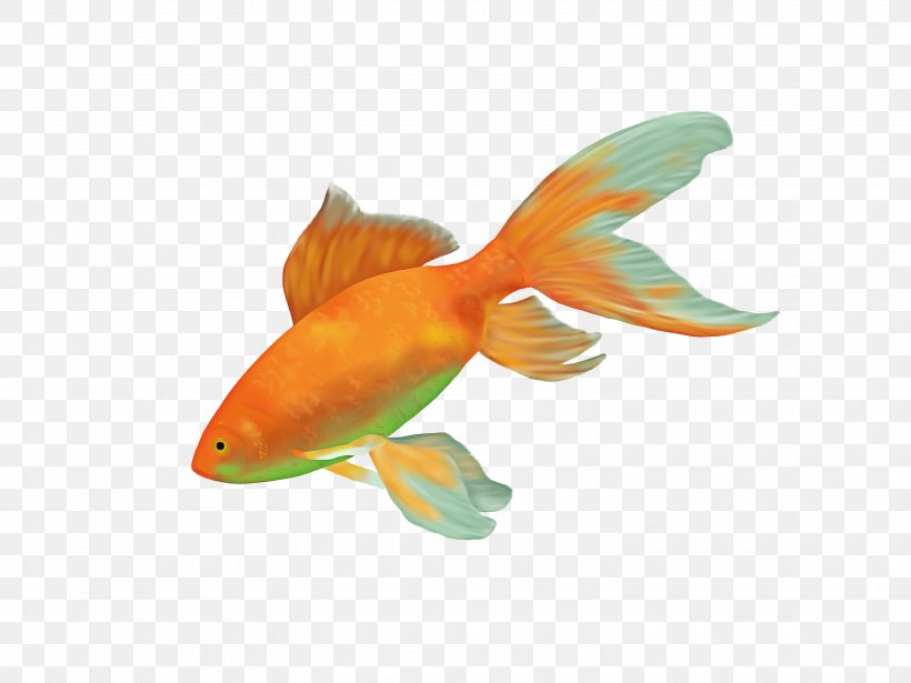 Fish Cartoon, PNG, 3000x2250px, Common Goldfish, Aquarium, Bonyfish, Coldwater Fish, Cyprinidae Download Free