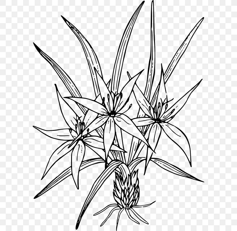 Petal Orange Lily Cut Flowers, PNG, 594x800px, Petal, Artwork, Black And White, Cut Flowers, Drawing Download Free