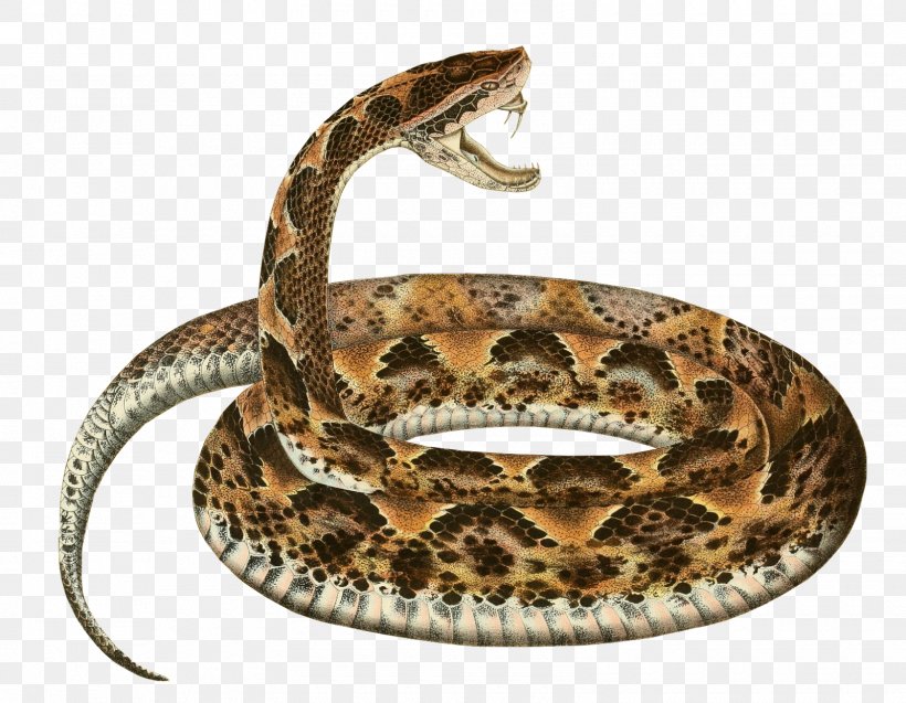 Rattlesnake Boa Constrictor Calloselasma Rhodostoma Hognose Snake, PNG, 1600x1244px, Snake, Boa Constrictor, Boas, Bushmasters, Calloselasma Rhodostoma Download Free