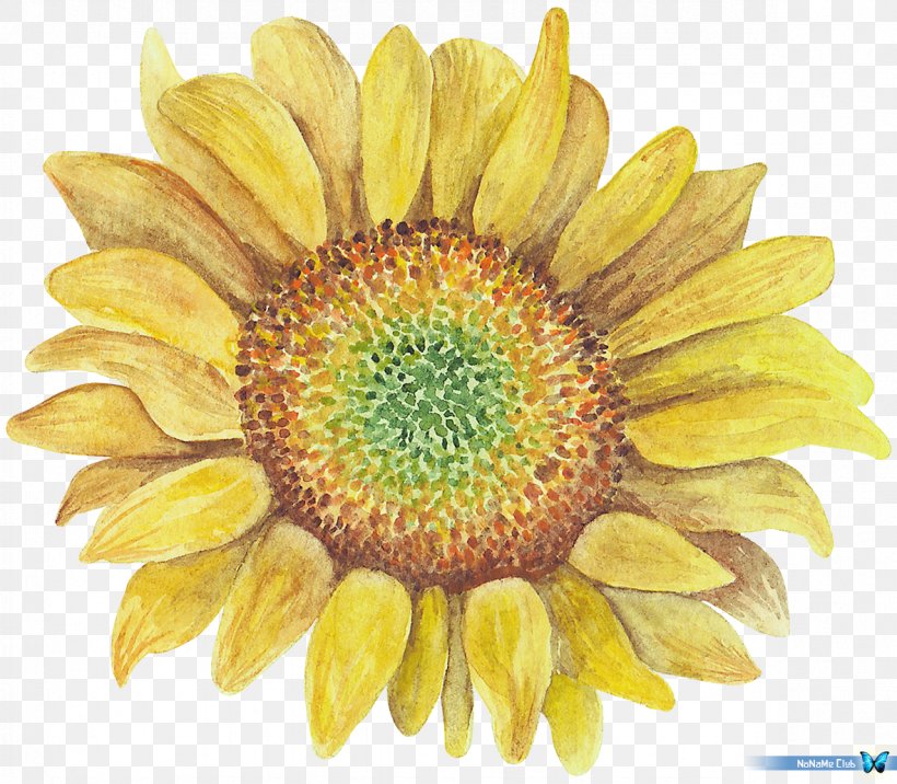 Clip Art, PNG, 1181x1032px, Royaltyfree, Chrysanths, Common Sunflower, Daisy Family, Flower Download Free