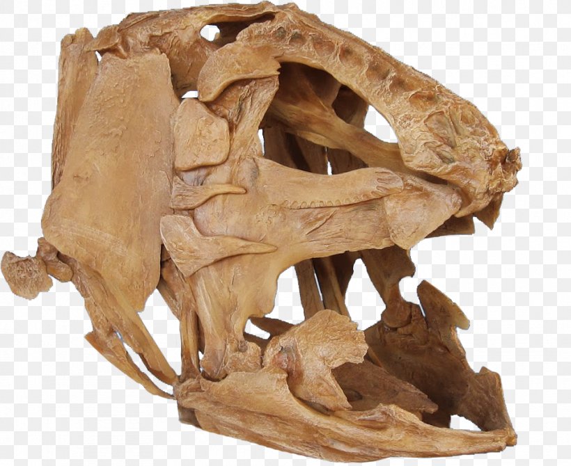 Niobrara Formation Megalocoelacanthus Late Cretaceous Bone, PNG, 959x784px, Niobrara Formation, Bone, Coelacanth, Fish, Forensic Facial Reconstruction Download Free