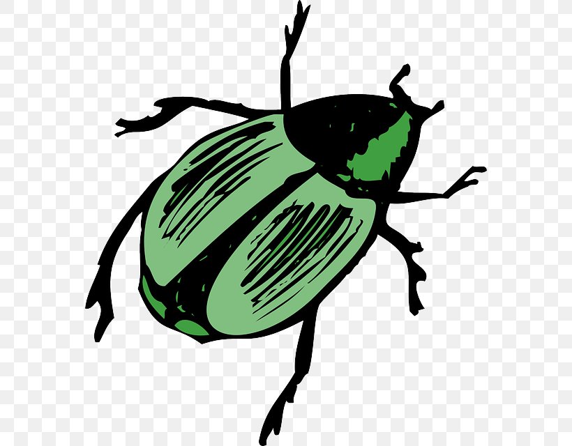 Striped Cucumber Beetle Clip Art, PNG, 576x640px, Beetle, Arthropod, Artwork, Cetonia Aurata, Cockchafer Download Free