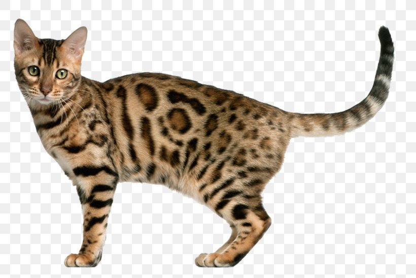 Bengal Cat Kitten Exotic Shorthair Tonkinese Cat Ocicat, PNG, 800x547px, Bengal Cat, Abyssinian Cat, American Shorthair, American Wirehair, Asian Download Free