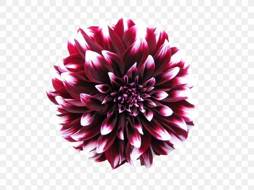 Dahlia Image Resolution Clip Art, PNG, 960x720px, Dahlia, Chrysanths, Cut Flowers, Daisy Family, Flower Download Free