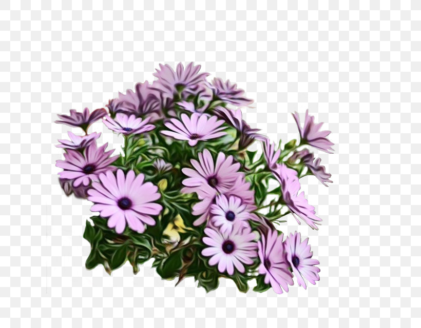 Flower Plant African Daisy Purple Lilac, PNG, 640x640px, Watercolor, African Daisy, Aster, Flower, Lilac Download Free