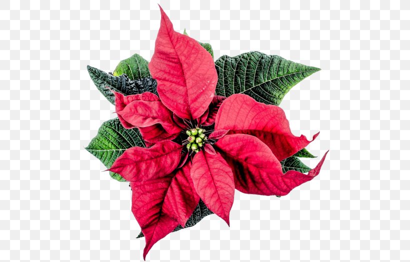 Flower Poinsettia Christmas Joulukukka, PNG, 500x524px, Flower, Christmas, Christmas Decoration, Christmas Dinner, Christmas Lights Download Free