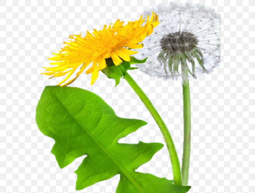 Clip Art Transparency Image Common Dandelion, PNG, 600x623px, Common Dandelion, Barberton Daisy, Chamomile, Cut Flowers, Daisy Family Download Free