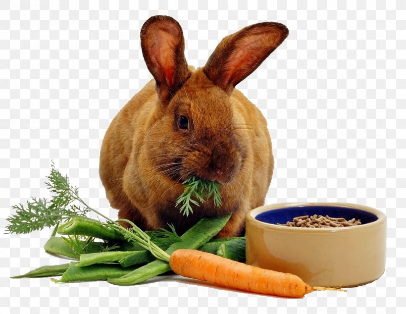 Rex Rabbit Carrot Cake Eating, PNG, 1089x843px, Rabbit, Animal, Carrot, Carrot Cake, Cottontail Rabbit Download Free