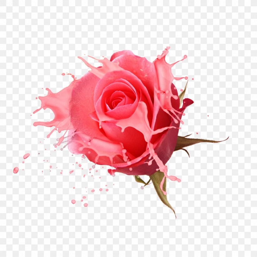 Rosa Chinensis Designer, PNG, 945x945px, Rosa Chinensis, Close Up, Cut Flowers, Designer, Floral Design Download Free