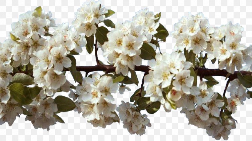Spring Flower Centerblog Cherry Blossom, PNG, 1083x607px, Spring, Blog, Blossom, Branch, Centerblog Download Free