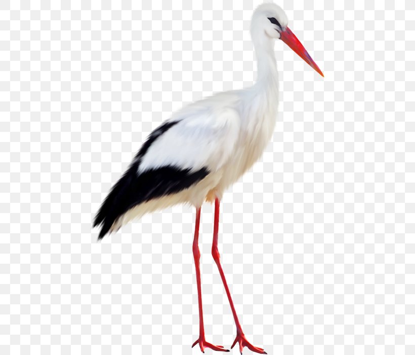 White Stork Bird Black Stork, PNG, 465x700px, White Stork, Animaatio, Beak, Bird, Black Stork Download Free