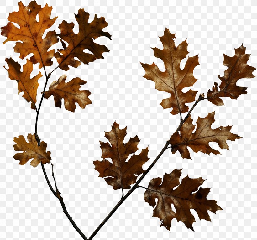 Animation Clip Art, PNG, 1200x1121px, Animation, Autumn, Branch, Data, Leaf Download Free