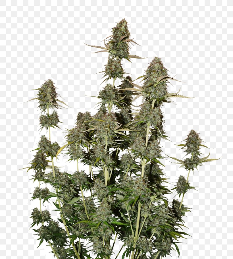 Autoflowering Cannabis Seed Power Station Cannabis Sativa Harvest, PNG, 800x911px, Autoflowering Cannabis, Cannabis Sativa, Crop, Crop Yield, Dominance Download Free