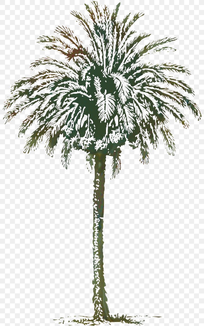 Coconut Tree Drawing, PNG, 800x1311px, Palm Trees, Arecales, Attalea Speciosa, Borassus Flabellifer, Coconut Download Free