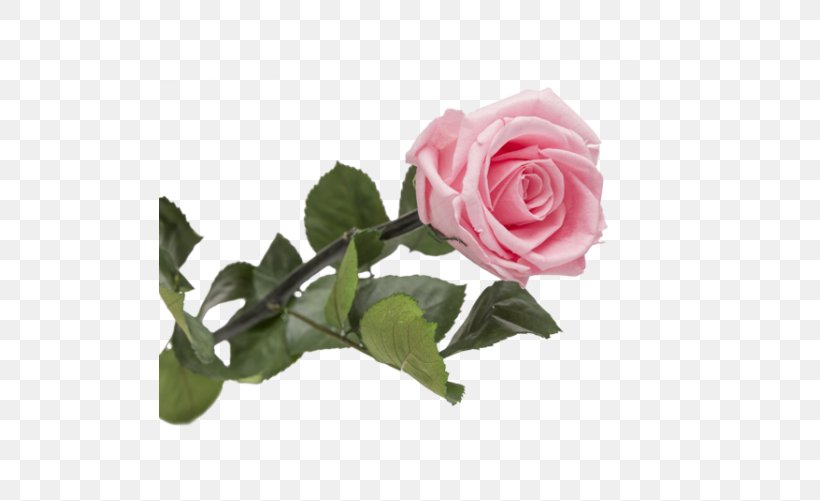 Garden Roses Centifolia Roses Floribunda Cut Flowers, PNG, 501x501px, Garden Roses, Artificial Flower, Centifolia Roses, Cut Flowers, Floral Design Download Free