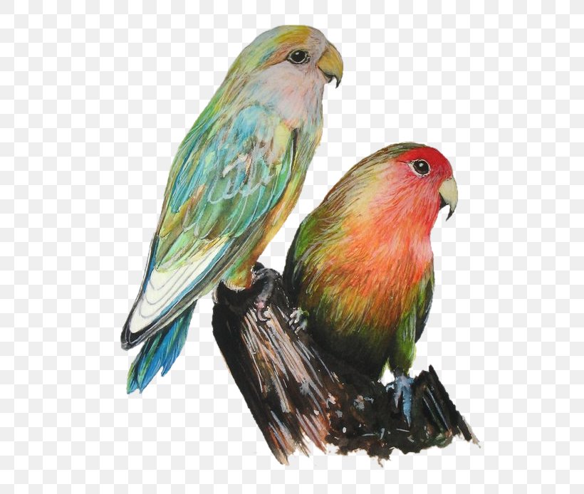 Lovebird Art Photography, PNG, 544x694px, Lovebird, Art, Beak, Bird, Common Pet Parakeet Download Free