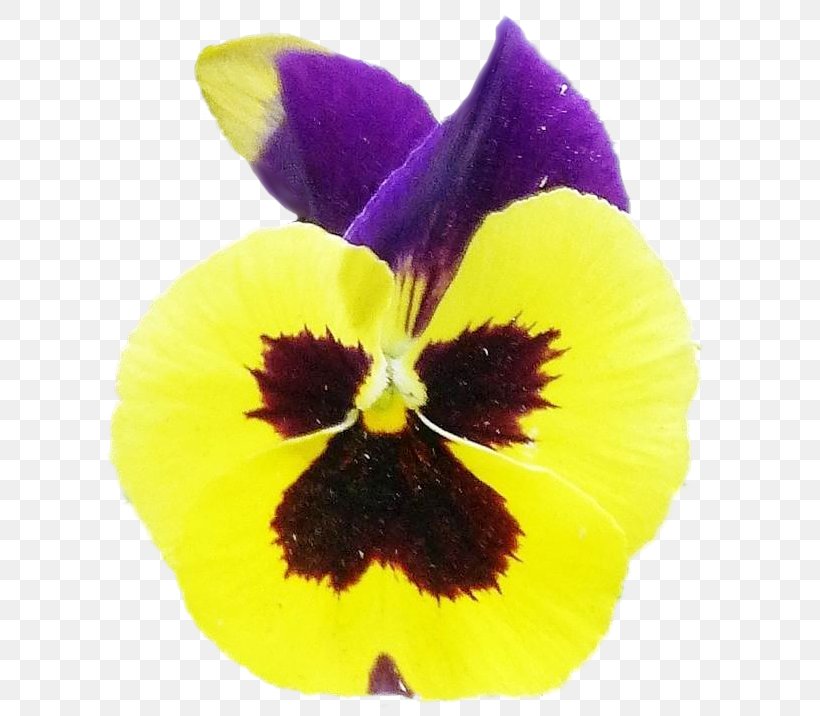 Pansy Close-up, PNG, 617x716px, Pansy, Closeup, Flower, Flowering Plant, Petal Download Free