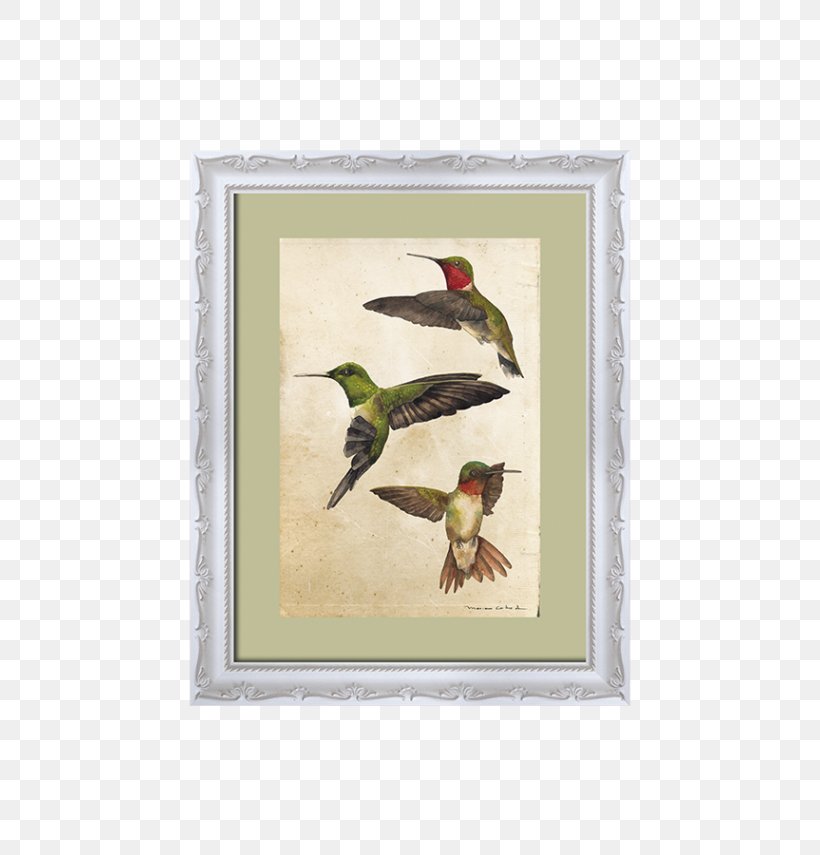 Piciformes Fauna Picture Frames Hummingbird M Beak, PNG, 570x855px, Piciformes, Beak, Bird, Fauna, Hummingbird Download Free