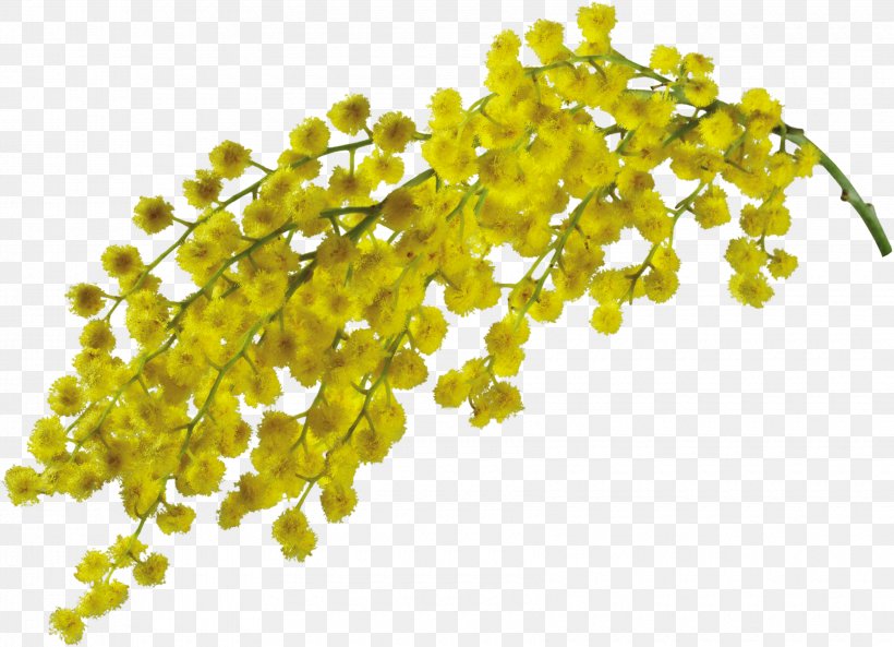 Mimosa Salad Flower Clip Art, PNG, 3400x2462px, Mimosa Salad, Display Resolution, Flower, Raster Graphics, Yellow Download Free
