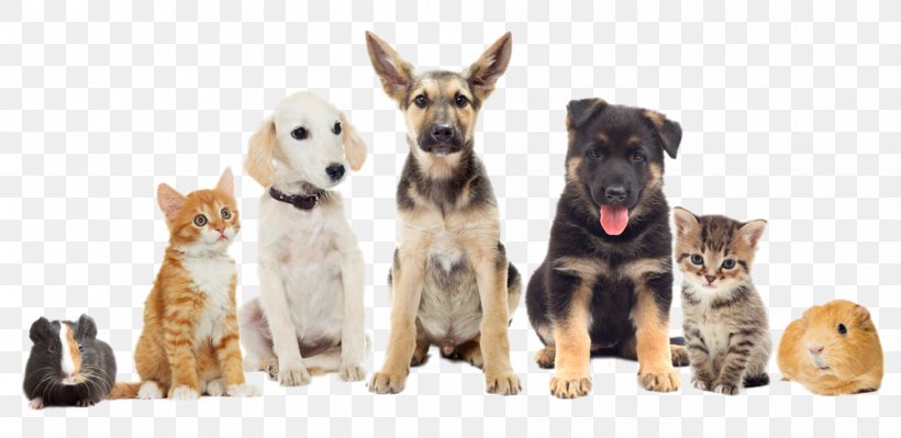 Pet Sitting Dog National Pet Month Veterinarian, PNG, 1000x487px, Pet Sitting, Animal, Animal Figure, Carnivoran, Dog Download Free