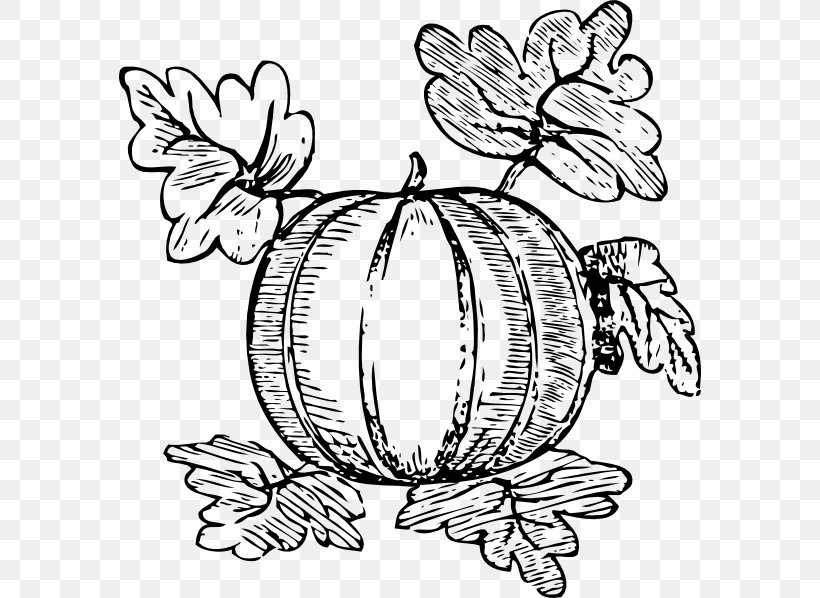 Pumpkin Drawing Clip Art, PNG, 582x598px, Pumpkin, Art, Artwork, Black And White, Butterfly Download Free