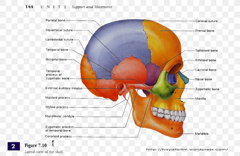 Skull Anatomy Bone Human Body Human Skeleton, PNG, 768x534px, Watercolor, Cartoon, Flower, Frame, Heart Download Free