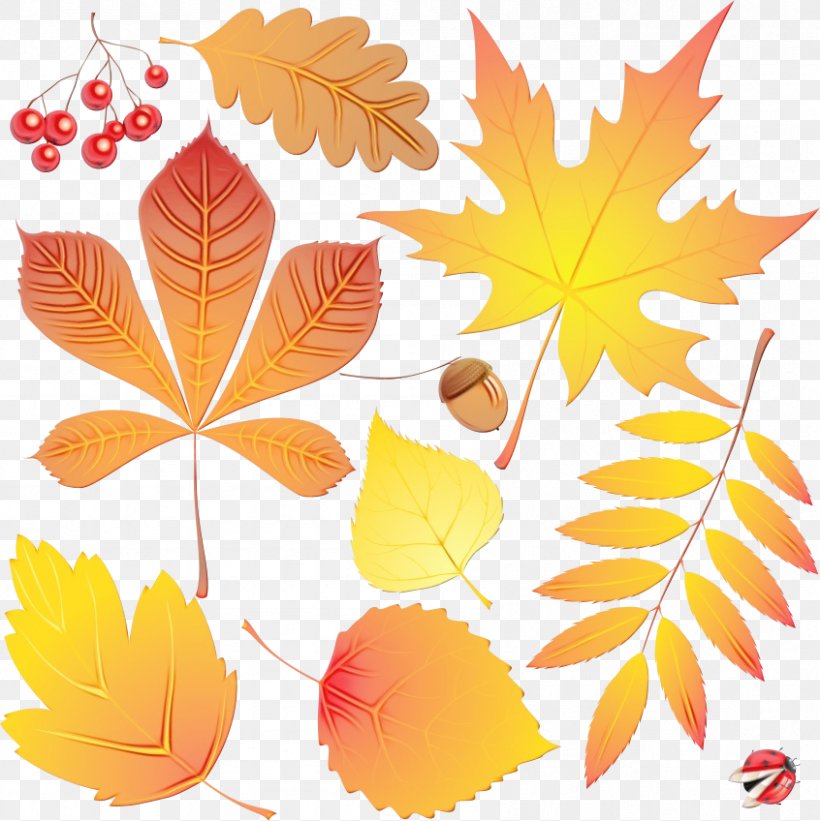 Watercolor Flower Background, PNG, 846x848px, Watercolor, Autumn, Black Maple, Branch, Deciduous Download Free