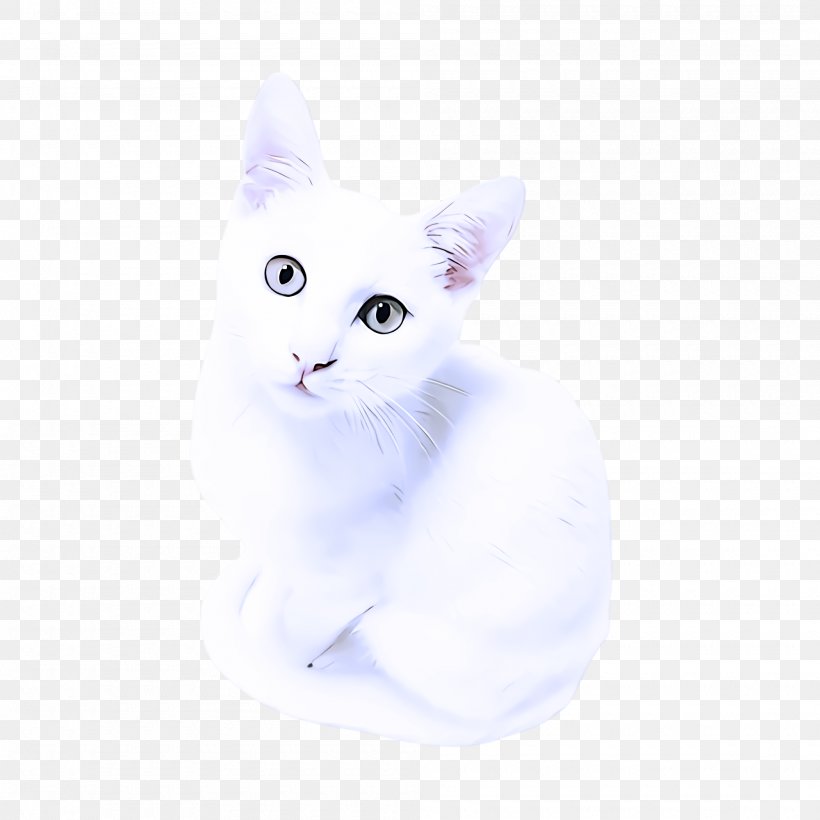 Cat White Small To Medium-sized Cats Whiskers Turkish Angora, PNG, 2000x2000px, Cat, Khao Manee, Kitten, Small To Mediumsized Cats, Turkish Angora Download Free