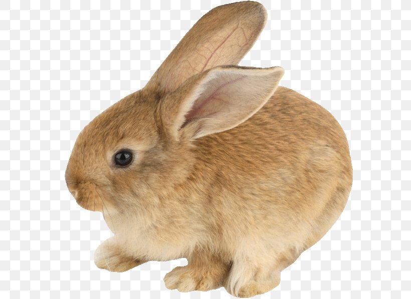 Domestic Rabbit Hare Netherland Dwarf Rabbit Mini Lop, PNG, 600x597px, Domestic Rabbit, Animal, Animal Figure, Beige, Cottontail Rabbit Download Free