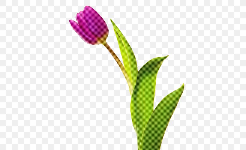 Flower Flowering Plant Plant Tulip Petal, PNG, 500x500px, Flower, Bud, Cut Flowers, Flowering Plant, Pedicel Download Free